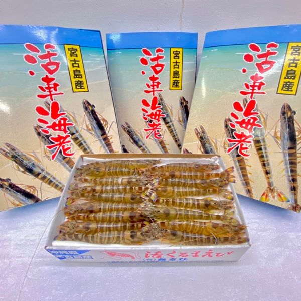 ＜販売終了＞『宮古島特産』活車海老