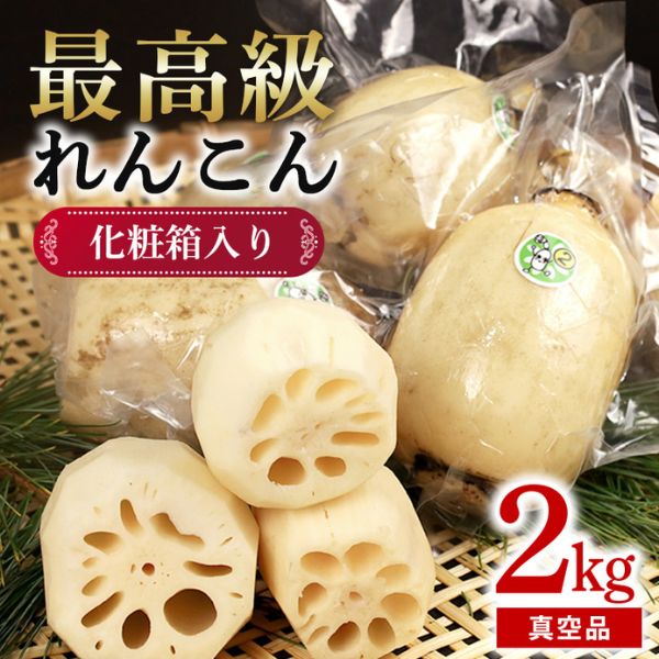 【山口farm】ＢＩＧれんこん珠美　真空２kg　＜贈答用＞