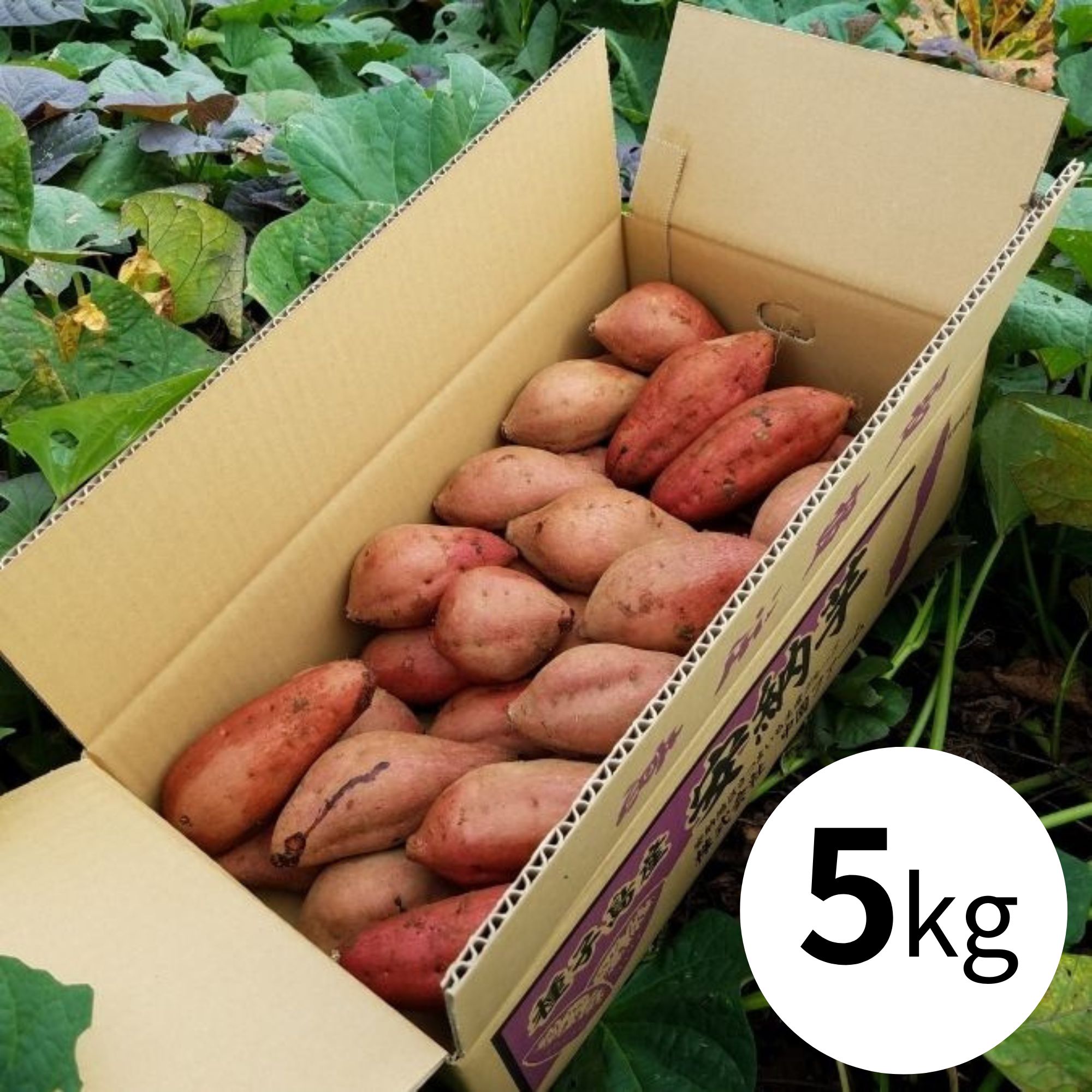 ＜予約販売＞【中園ファーム】熟成安納芋の熟成安納芋 Ｍサイズ（5kg）