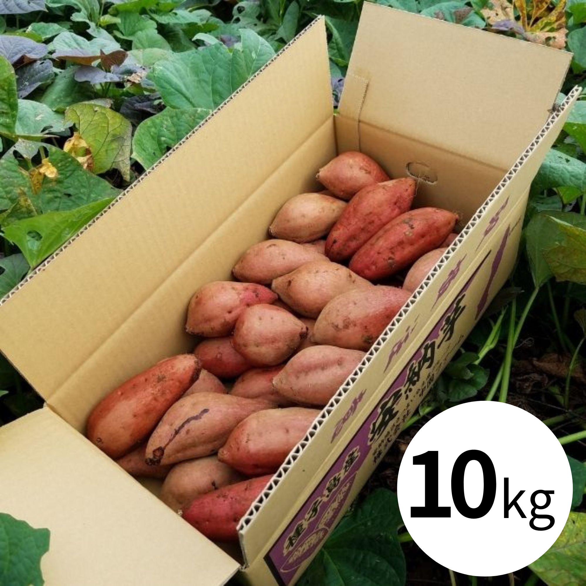 ＜予約販売＞【中園ファーム】熟成安納芋の熟成安納芋 Ｍサイズ（10kg）