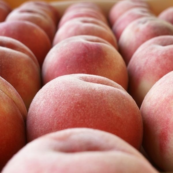＜予約販売＞【長野市川中島の桃農家を応援プロジェクト】長野県産 桃 4kg