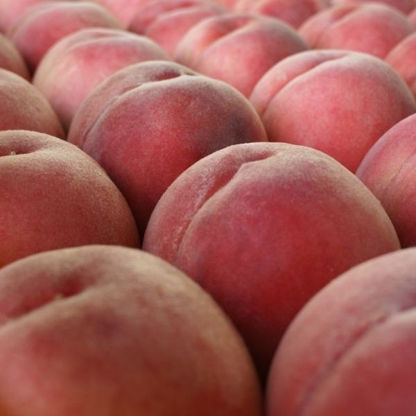＜予約販売＞【長野市川中島の桃農家を応援プロジェクト】長野県産 桃 6kg