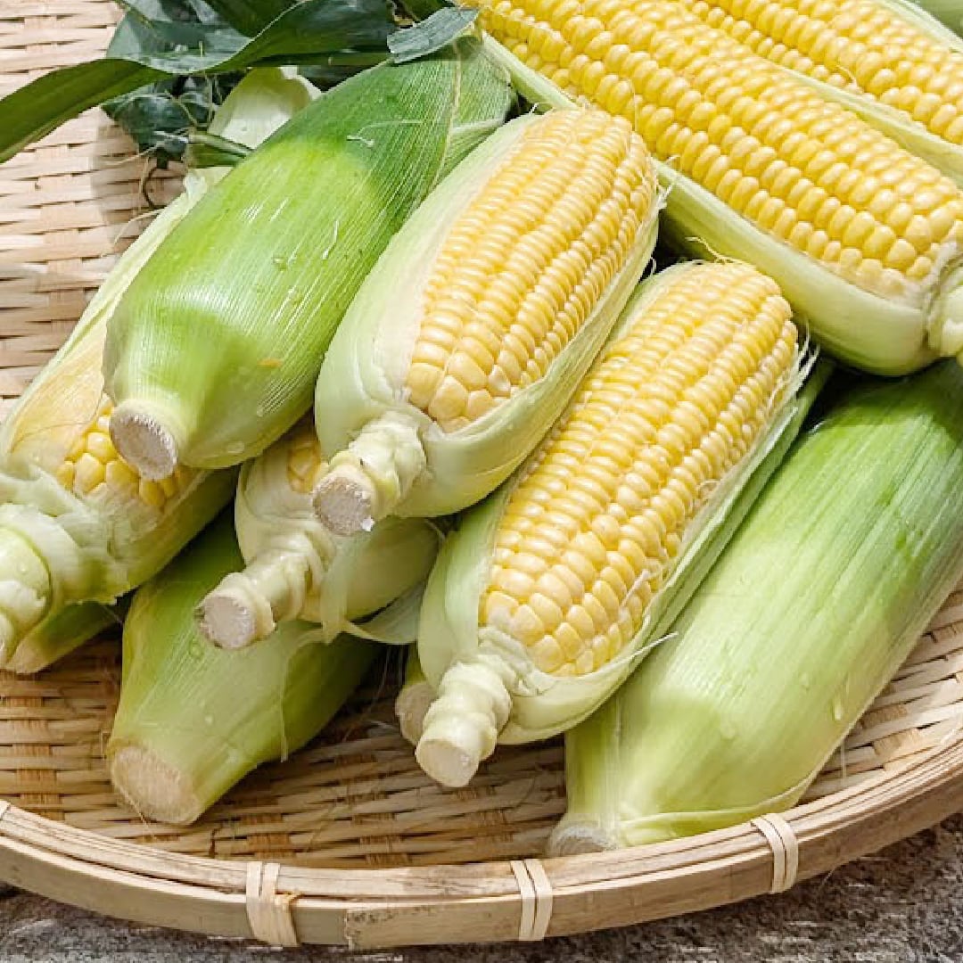 ＜準備中＞＜予約販売＞【広島県安芸太田町】朝採れとうもろこしピクニックコーン 3kg（10～15本程度）
