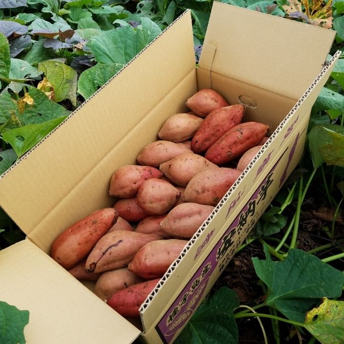 【中園ファーム】熟成安納芋の熟成安納芋 Ｍサイズ（５kg） ■8月下旬～3月末まで