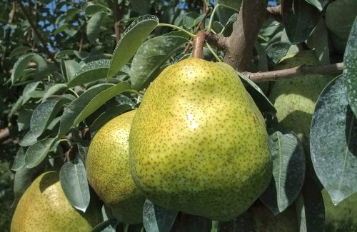 【安野農園】高級大玉ラフランス3キロ３～５L化粧箱 （6～9玉）＜予約販売＞