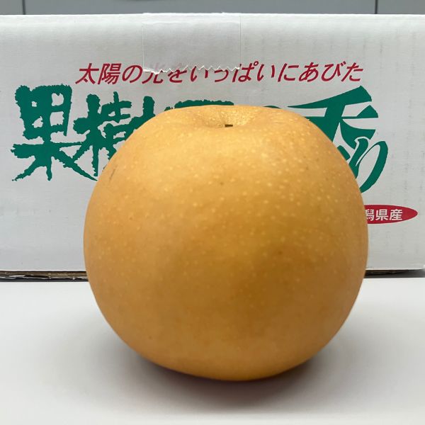 【西村果樹ガーデン】新高梨 3kg（4-9個）＜予約販売＞ ※送料込み