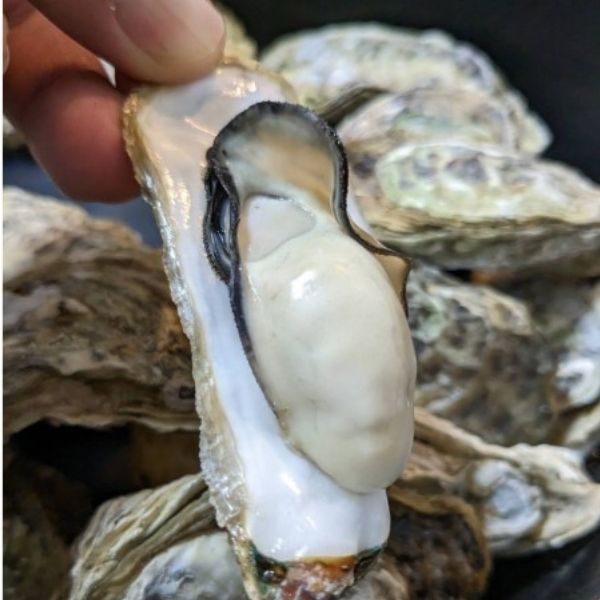 【三養水産】宮城県産 おつまみ蒸し牡蠣 2パック <冷凍>