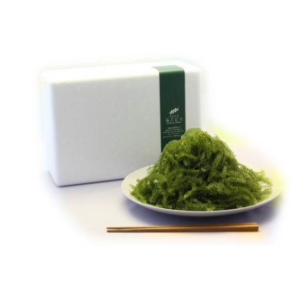 【海ん道（うみんち）】「ぷちぷち海ぶどう」家族団らんセット（500g）※送料込み