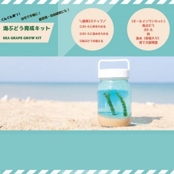 【海ん道（うみんち）】海ぶどう育成キット ※送料込み