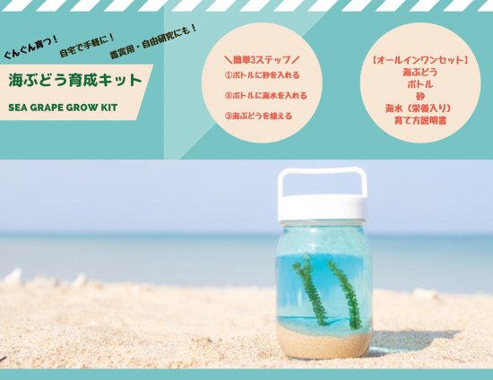 【海ん道（うみんち）】海ぶどう育成キット※送料込み