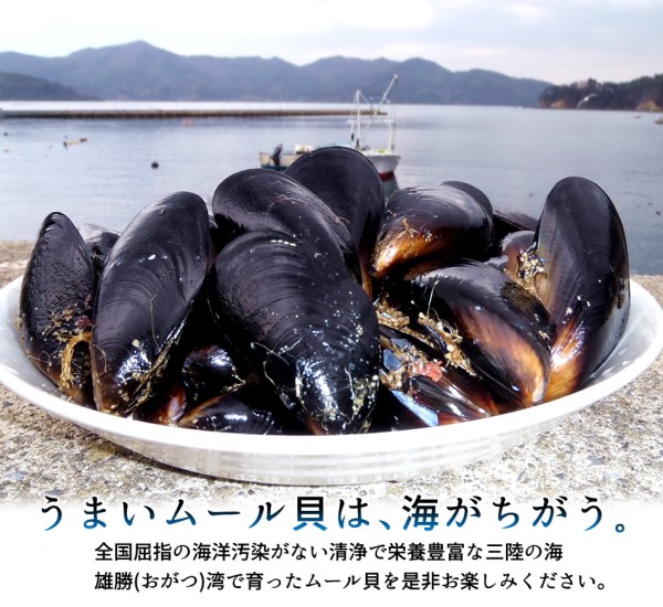 【海遊】三陸ムール貝（中） 1kg