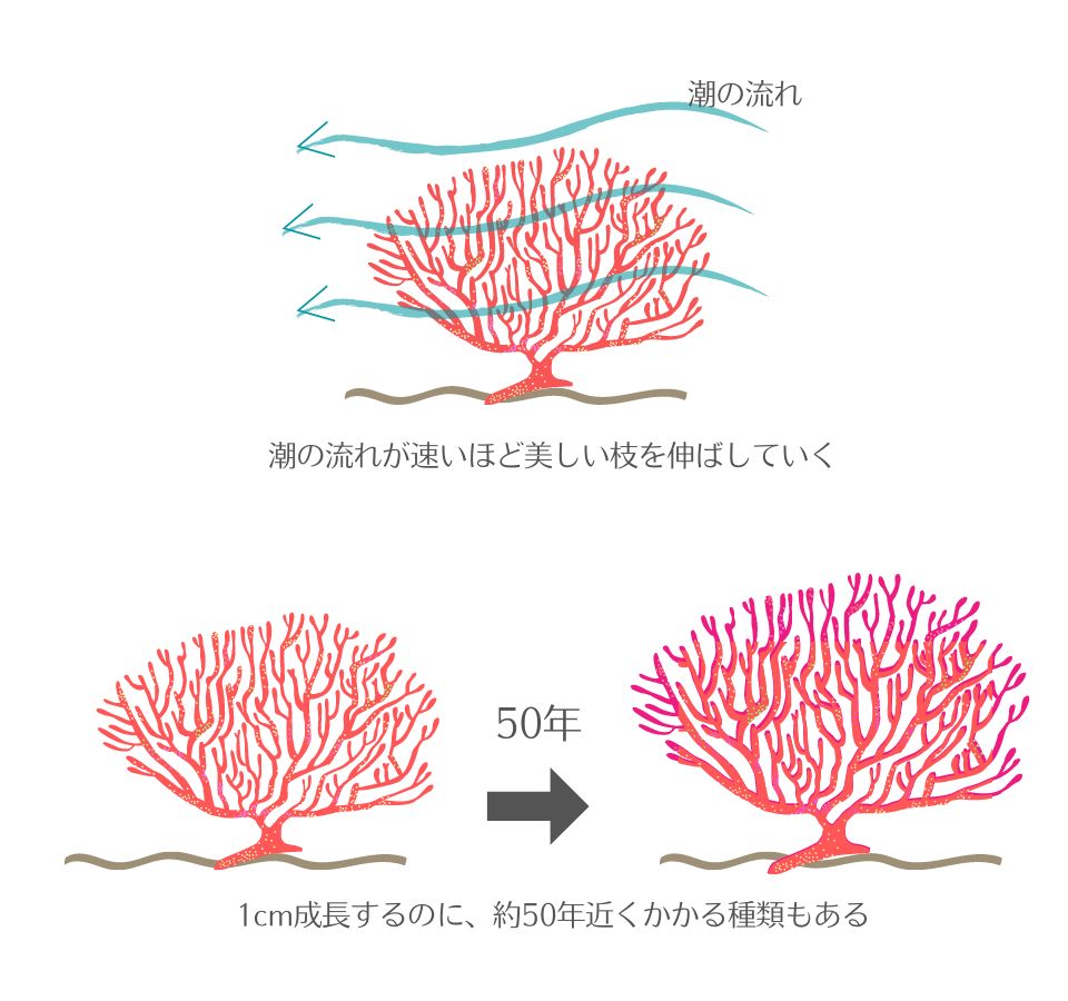 ="宝石珊瑚"