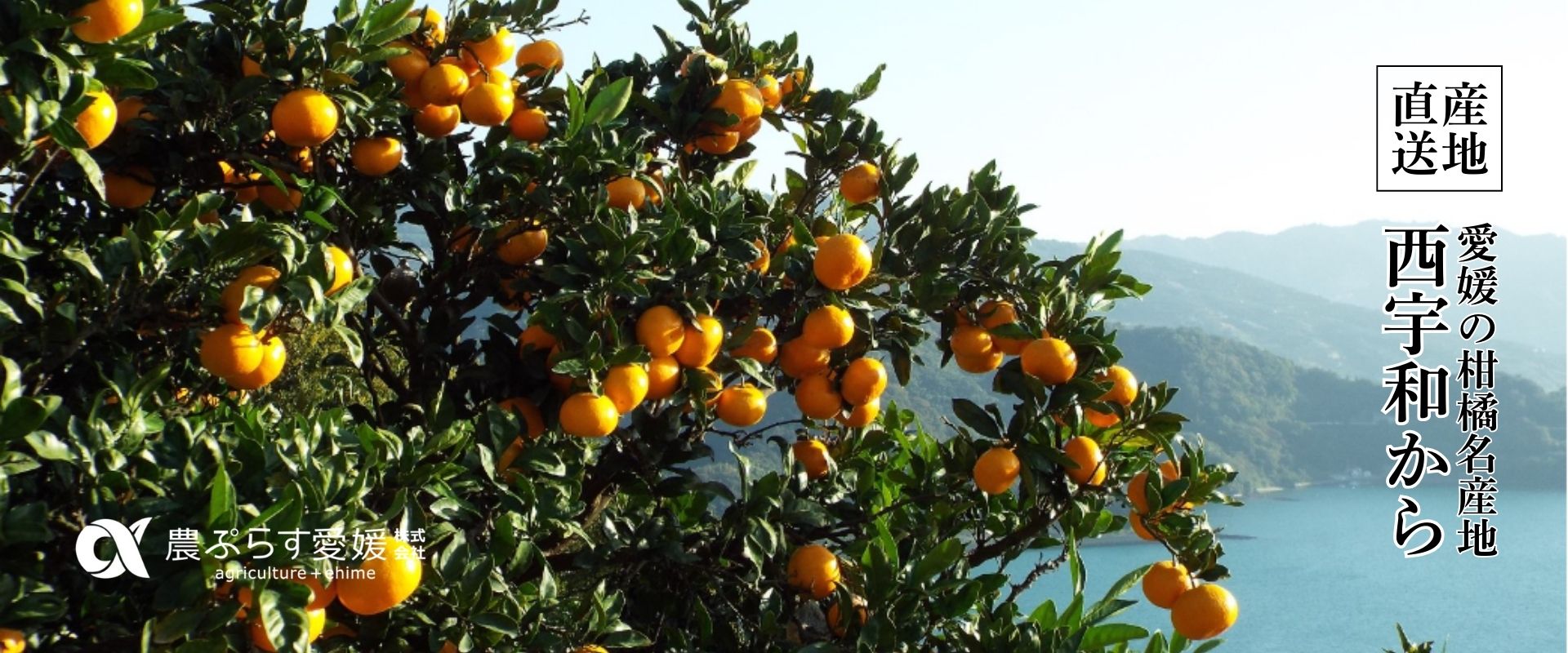 農ぷらす愛媛（柑橘）