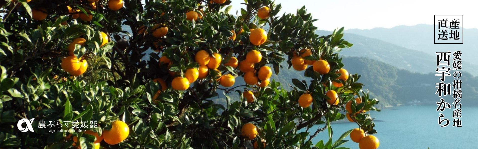 ”農ぷらす愛媛"